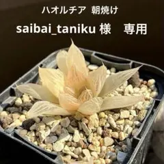 saibai_taniku 様　専用　ハオルチア 朝焼け