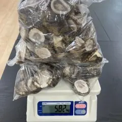 栃木県産天然霊芝 サルノコシカケ 2026年5月17日採取 ツリガネタケ