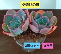 2025年最新】夕焼けの舞 多肉の人気アイテム - メルカリ