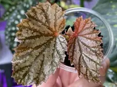 Wakuu様 リクエスト 2点 まとめ商品