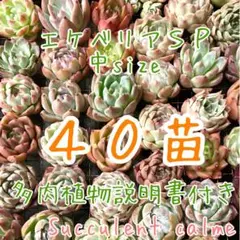 韓国苗 中サイズMIX苗★４０苗詰め合わせ！多肉植物 交配苗