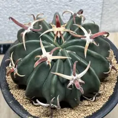 2025年最新】ホマロケファラの人気アイテム - メルカリ