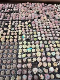 Top【選抜株】多肉植物 27185ピンクネーション 35個 鉢無し/脱土