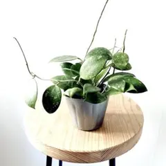 sanzyuuni様 リクエスト 2点 まとめ商品