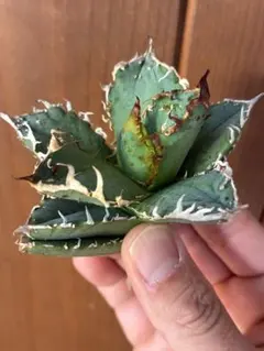 2026年最新】チタノタ ブツブツの人気アイテム - メルカリ