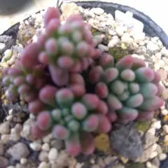 ちぱる様 リクエスト 2点 まとめ商品