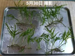 希少】 ホシクサ・クチホワイト1株 おまけ付き スネールなし - メルカリ