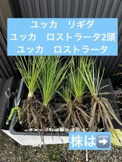 ユッカ　ロストラータ　3株セット❗　② ユッカ ロストラータ 3年実生 - メルカリ