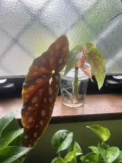 ★希少★ベゴニア マクラータ メルカリ便 発根管理中 2025年最新】ベゴニアマクラータの人気アイテム - メルカリ