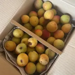 【ハーフ&ハーフ:自然落下/超訳あり】完熟南高梅　加工用　箱込み約2キロのサムネイル
