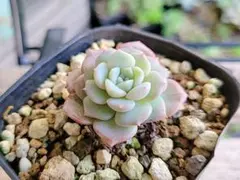 2025年最新】札落ち韓国苗の人気アイテム - メルカリ