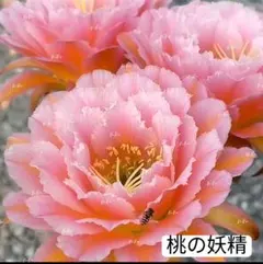 92-緑牡丹 超希少新品種 花サボテンロビビア属 群開複色咲き カキコ