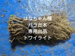 はなちゃん様専用出品　バラ台木