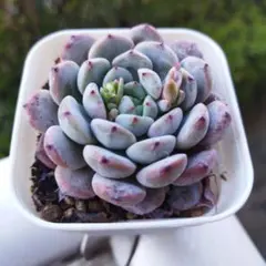 michi様 リクエスト 2点 まとめ商品