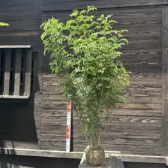 山採り天然 斑紋アオダモ コハウチワカエデ5本混合株立ち 91 - メルカリ