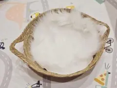 Item thumbnail for item 9ce00ac1-b723-4c56-b3e1-8e7f1f827438