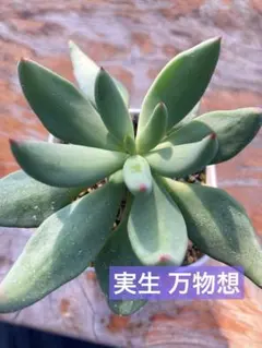 レア実生！ エクティプス チレコドン 多肉植物 塊根植物 - メルカリ
