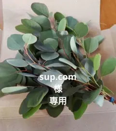 2026年最新】ユーカリ切り枝の人気アイテム - メルカリ