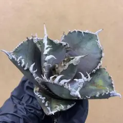 2025年最新】アガベの人気アイテム - メルカリ