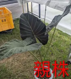 超大型種 アロカシアポルトドラ - メルカリ