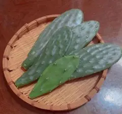 まりん☆さんへ ウチワサボテン（ノパル） カット苗 + アロエベラ