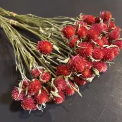 ストロベリーフィールド 千日紅 ドライフラワー 茎付き40本 - メルカリ