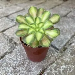 アエオニウム カット苗♡詰め込みセット②(メルカリ便) 2025年最新】アエオニウムの人気アイテム - メルカリ