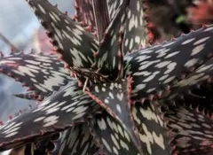 2025年最新】ロウルサンコ アロエの人気アイテム - メルカリ