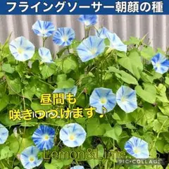 むー様 リクエスト 2点 まとめ商品