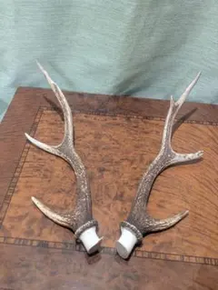 美形　鹿の角　ニホンジカ