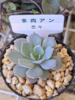 多肉　恋々　葉挿し苗のサムネイル