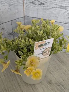 【超希少】AOKAENオリジナル　斑入り八重咲カリブラコア　モーニッシュイエロー
