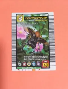 インペリアリスツヤクワガタ ムシキング カード