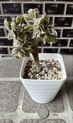 2026年最新】観葉植物 アエオニウムの人気アイテム - メルカリ