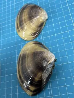 お雛様作り　国産 天然ハマグリ 貝殻 2対セット(クラフト・コレクション用)