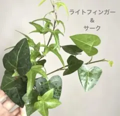 まるこ様 リクエスト 2点 まとめ商品