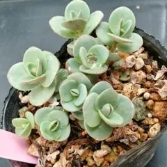 のんのん様 リクエスト 3点 まとめ商品