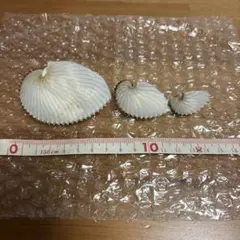 たこぶね 3個セット