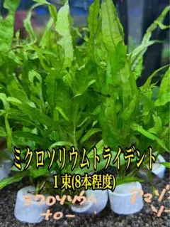 2026年最新】ミクロソリウムトライデントの人気アイテム - メルカリ
