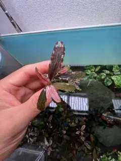 to-mmo様 リクエスト 2点 まとめ商品