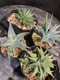 メルカリ便発送☆多肉植物アロエ PH-BLACKの種子10粒 メルカリ便発送☆多肉植物アロエ PH-BLACKの種子10粒 2025年最新】