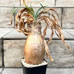 ブーファン ハエマンソイデス ケープバルブ 現地球 Amazon｜観葉植物 本物 ブーファン・ハエマンソイデス 現品(B