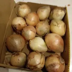 新玉ねぎのサムネイル