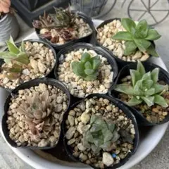 多肉植物　ハオルチア　オブツーサ　7種類　お買い得　抜き苗　サボテン　園芸