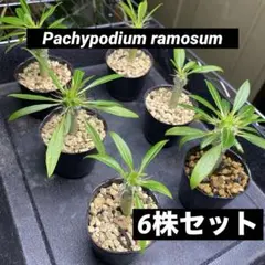 2026年最新】抜き苗 パキポディウムの人気アイテム - メルカリ