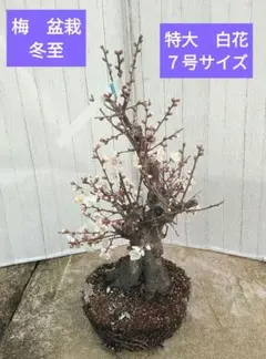 雲龍梅 古木 白花 7号ポットつき 特大❗ ② 【楽天市場】雲竜梅