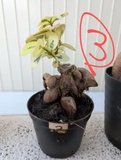 【1点モノ／セット販売】ピンク斑入りバナナ × パンダガジュマルA5✨ 1点モノ／セット販売】ピンク斑入りバナナ × パンダガジュマルA5✨