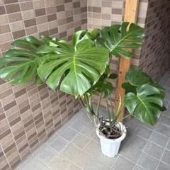 極太 モンステラ茎 巨大 親株写真 - メルカリ