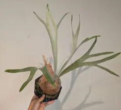 希少❗️ アロエ ヘラクレス 大苗 観葉植物 プレゼント 新築祝い