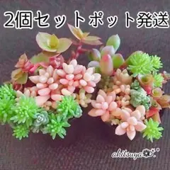 2個セット 桜色カリシア入り 姫秀麗 だるま秀麗 セダム❤ポットごと❤ 多肉植物